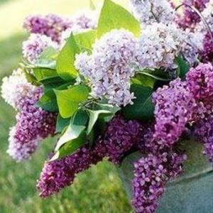 Meet your Posher, Joanne